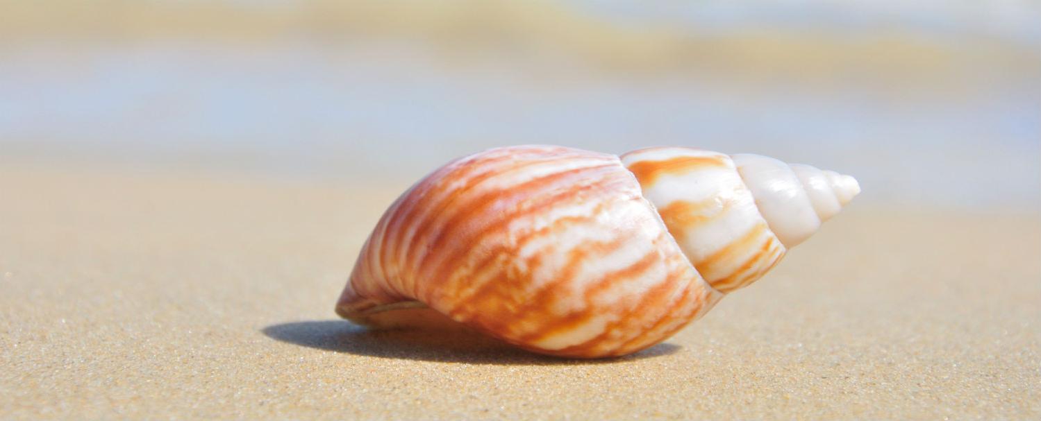 Плитка керамическая Cerrol Durango Playa A Centro декор 20х50