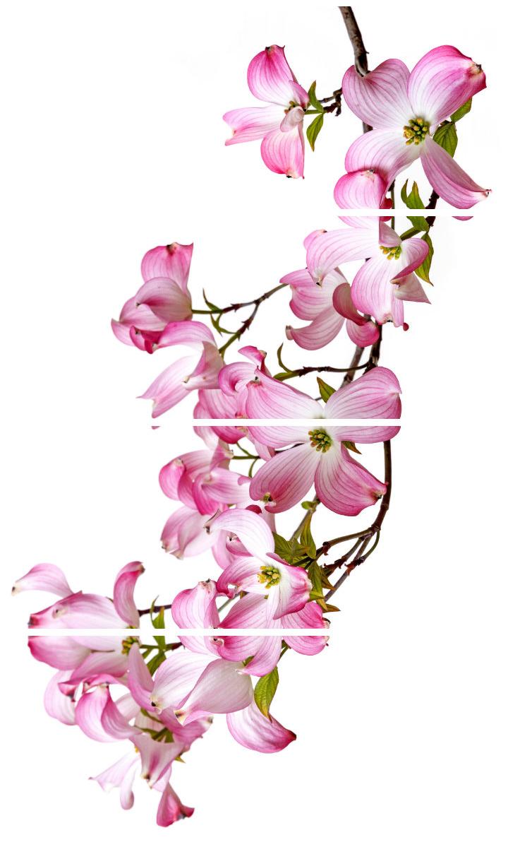 Плитка керамическая Cerrol Imperia Plus Jardin-4 (из 4шт) панно 50х80