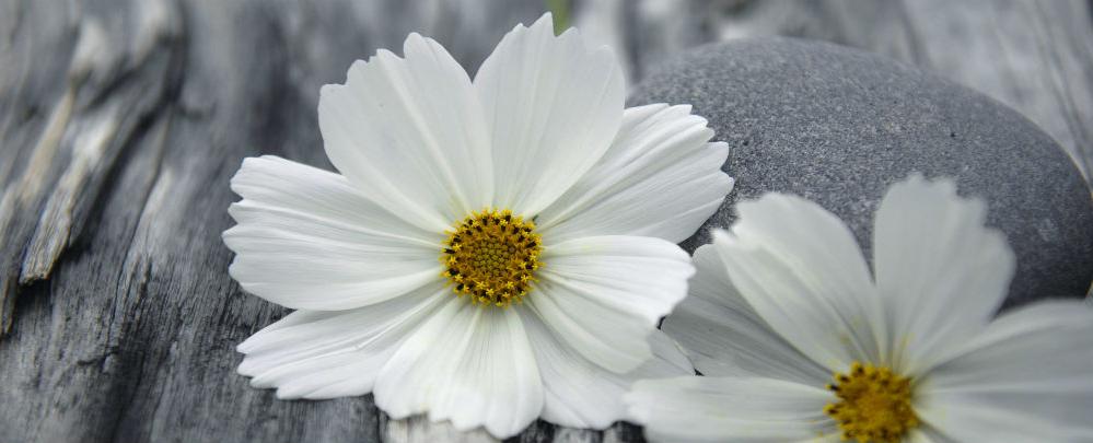 Плитка керамическая Cerrol Granit Margaritas Centro B декор 20х50