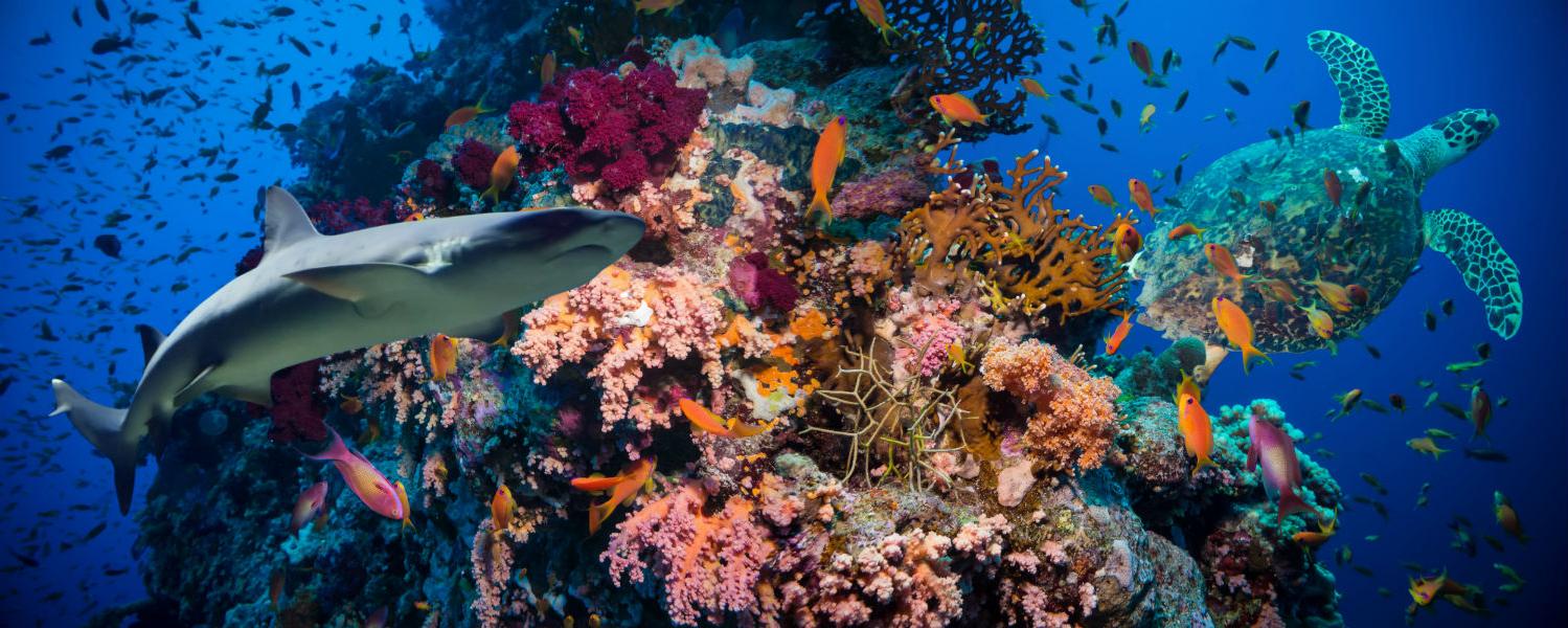 Плитка керамическая Cerrol Formula Coralino Centro B декор 20х50