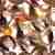 Настенный светильник Favourite Gittus 2013-2W Настенный светильник Favourite Gittus 2013-2W